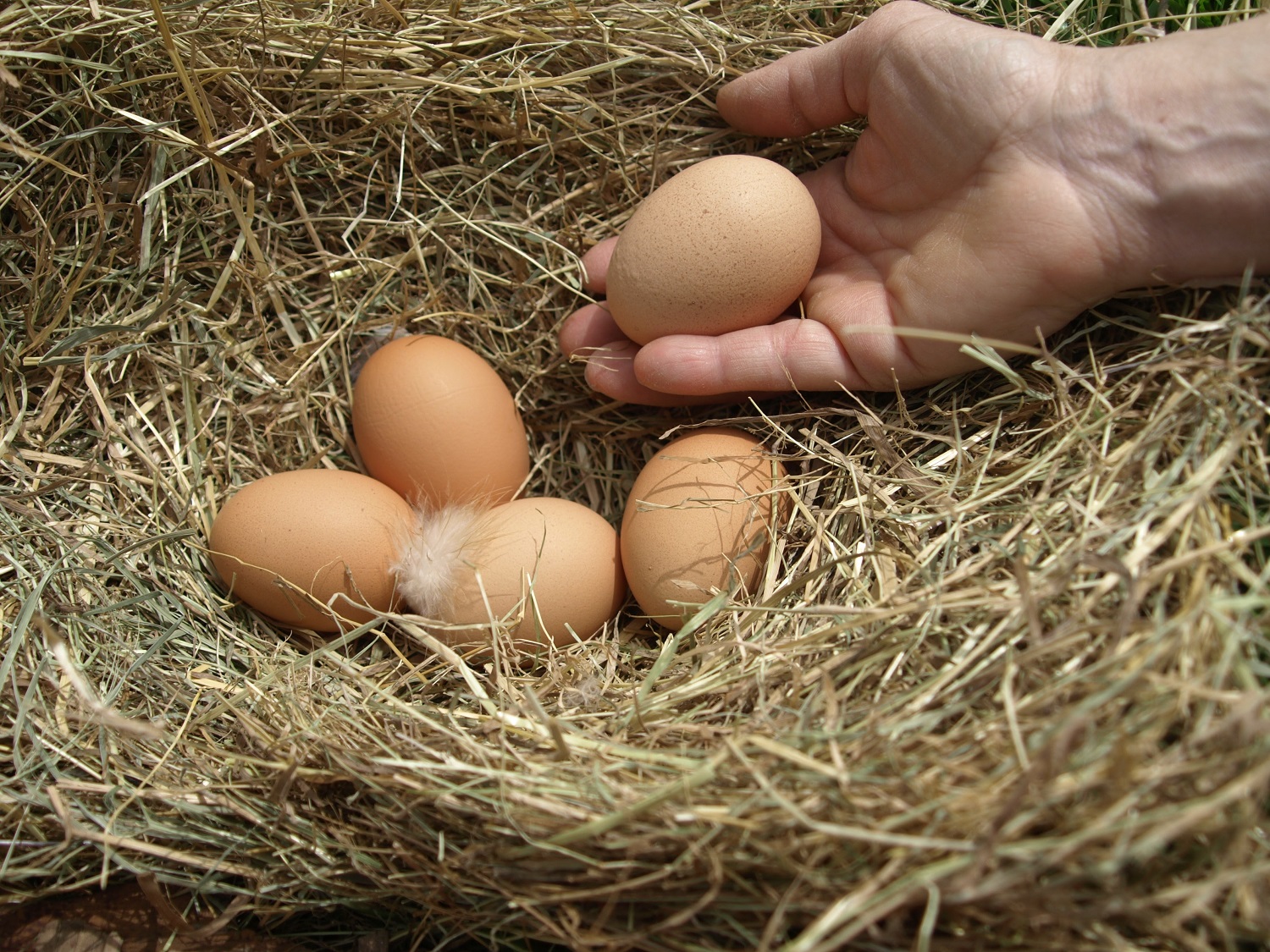Ingbertson Boîtes à œufs pour œufs de poules sans inscription 
