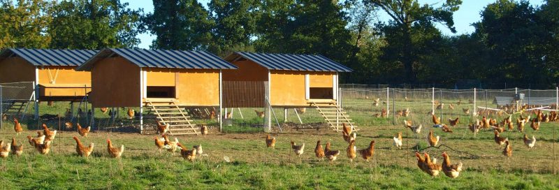 Devenez éleveur de poules pondeuses | Notre Basse-Cour®- Elevage de ...