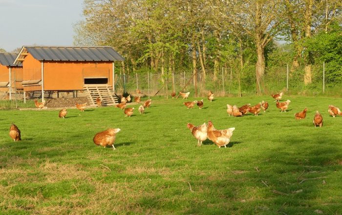 elevage-poules-sans-antibio