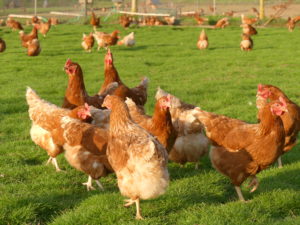 poules-de-notre-basse-cour
