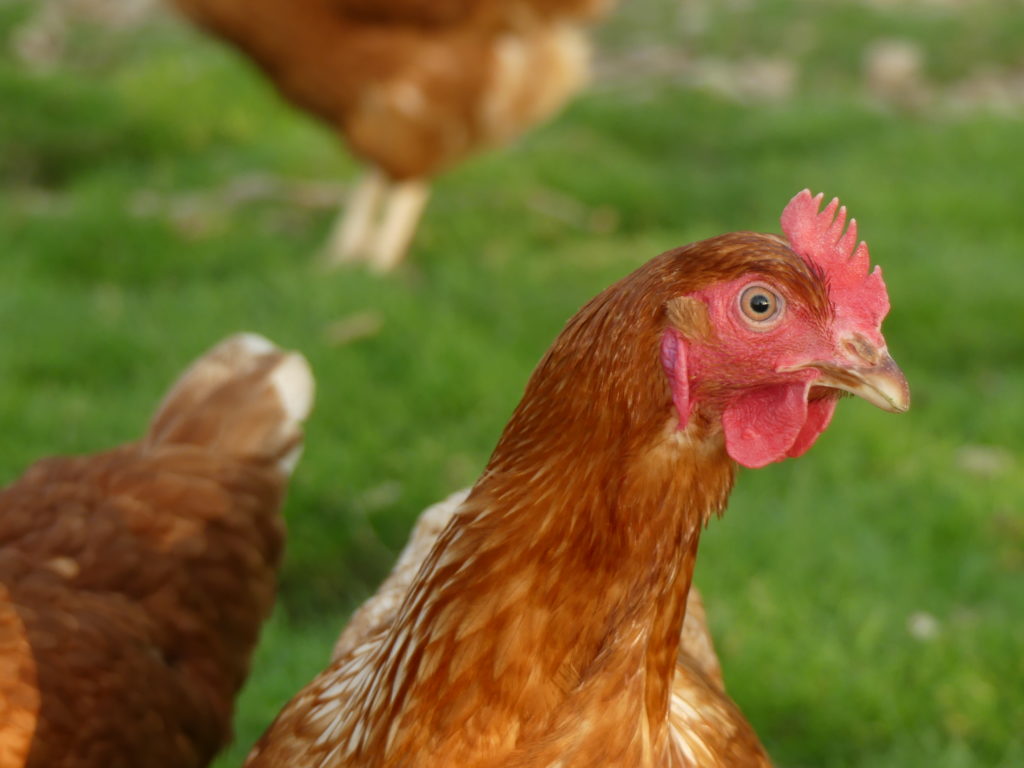 poule pondeuses Rural Brown