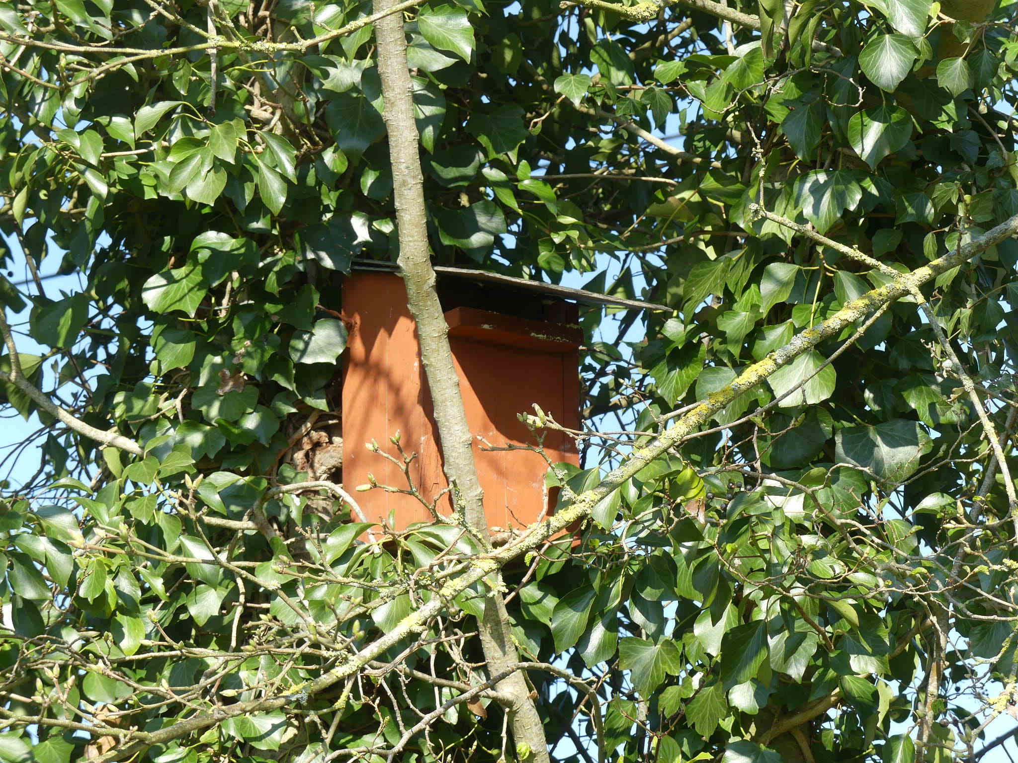 nichoirs pour le oiseaux nichoirs