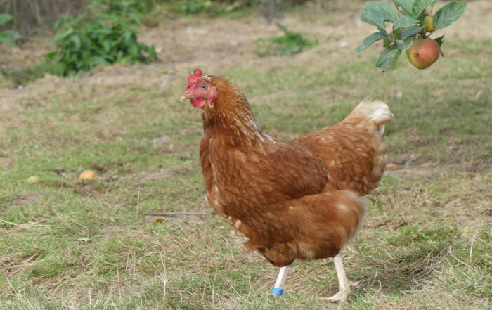 une poule qui ne mange pas de soja